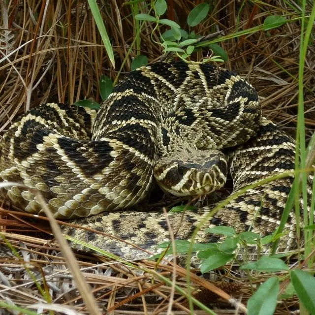 thumbnail for publication: Wildlife of Florida Factsheet: Eastern Diamondback Rattlesnake